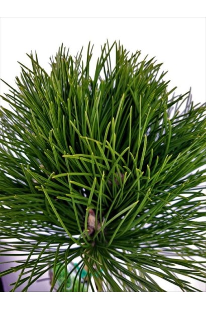 Сосна австрійська Кабаненсіс Нана - довга гостра хвоя